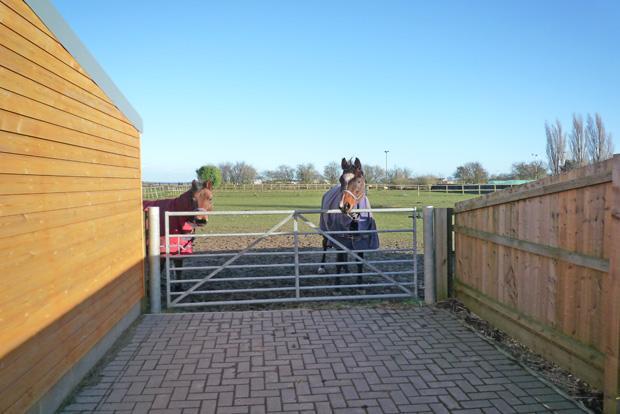 HORSES