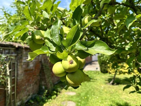apples