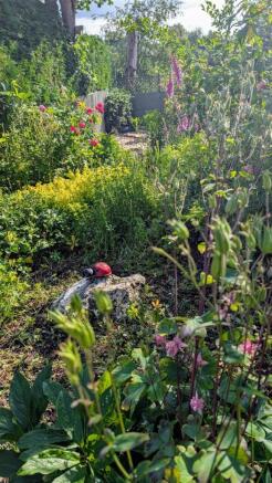 Cottage Garden in Summer