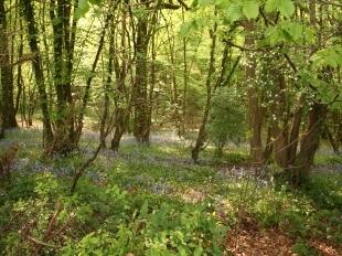 Bluebell Woods To Rear