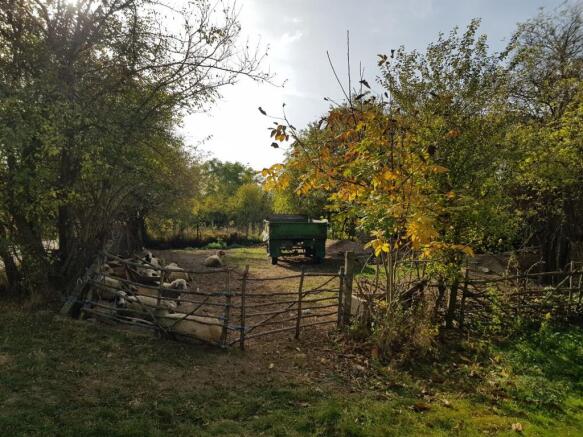 A fenced outdoor space featuring sheep resting beneath trees and a green trailer parked at the rear, surrounded by autumn foliage.