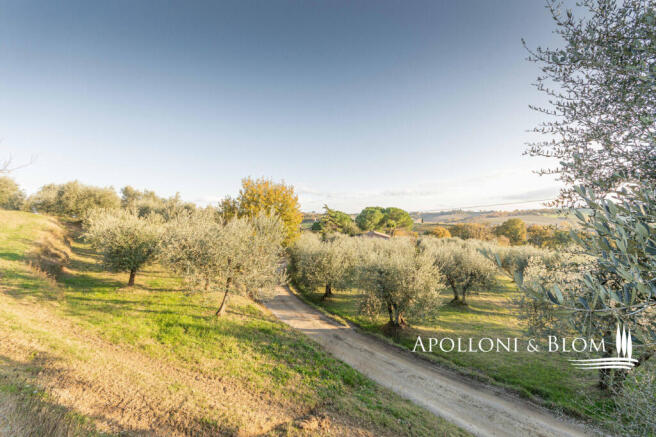 00_Olive_Grove_02 copia