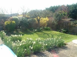 Rear Garden 1