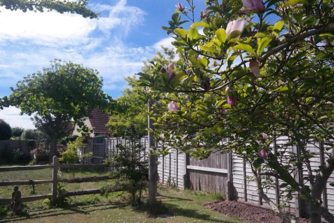 Back garden
