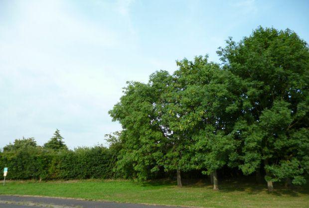 View from Front