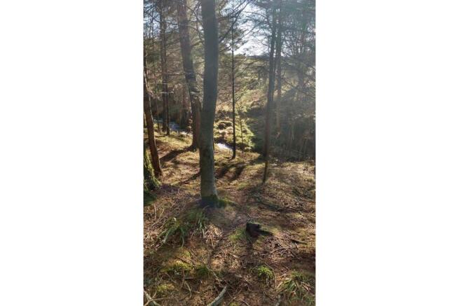 Woodland