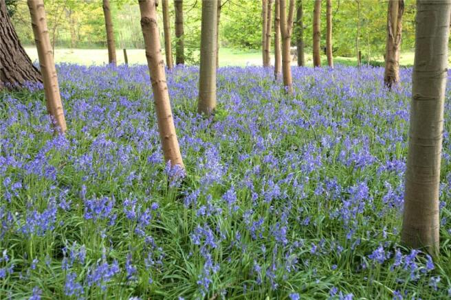 Bluebell Wood