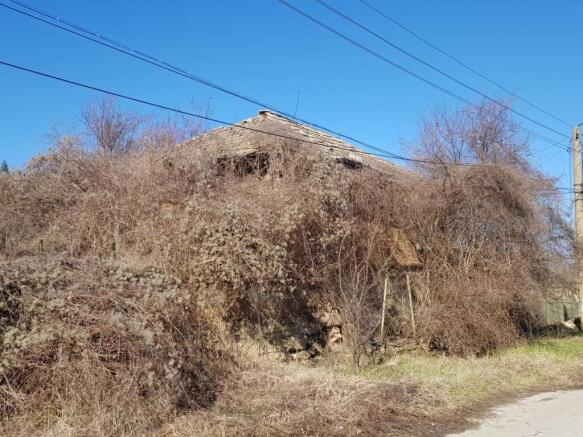 Old house almost hidden by dense dry vines and branches