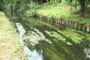 Stream