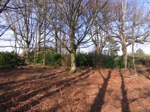 Woods