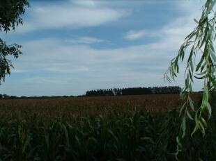 View Over Fields