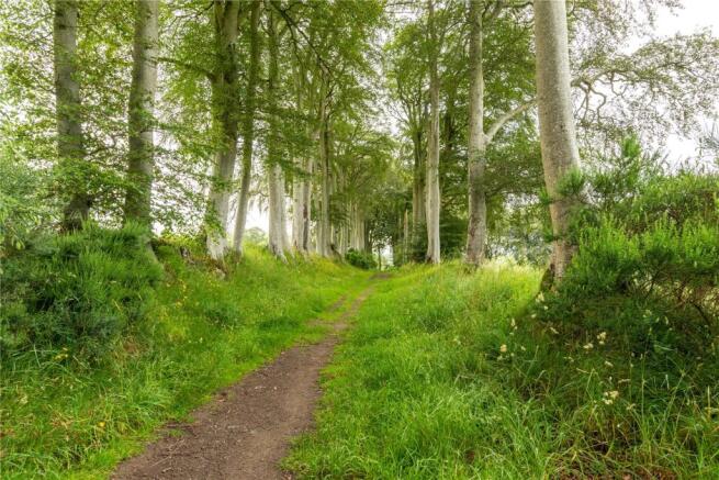 Woodland Walks