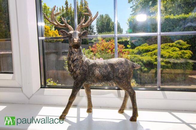 Stag