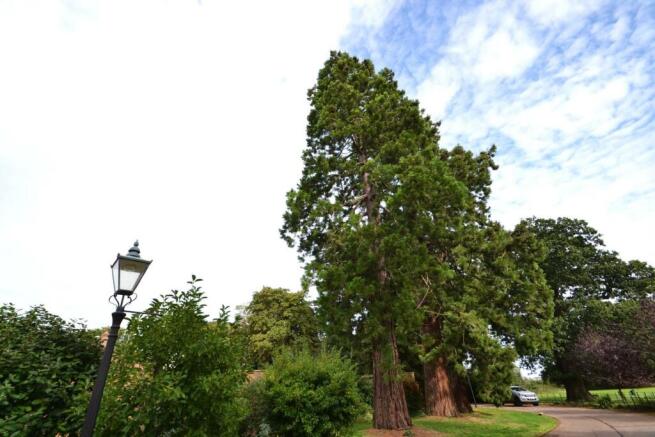 trees dv.JPG
