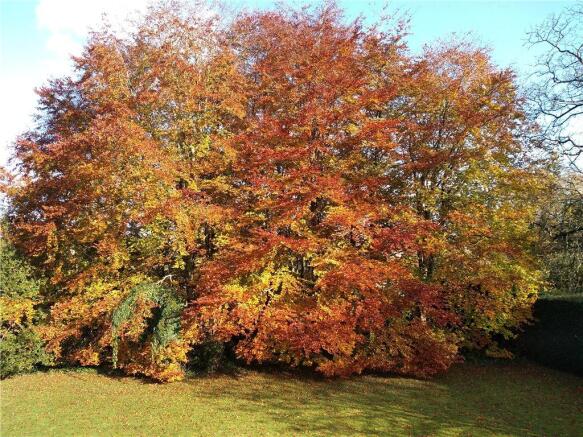 Copper Beech Tree