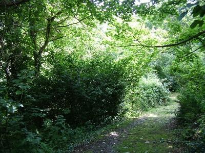 woodland