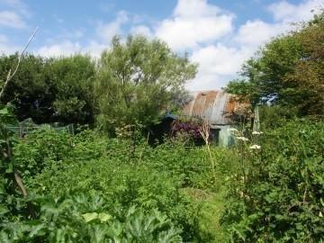 Veg garden