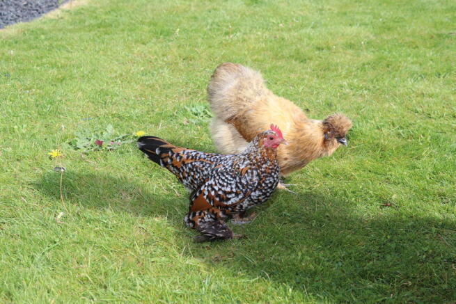 Chickens