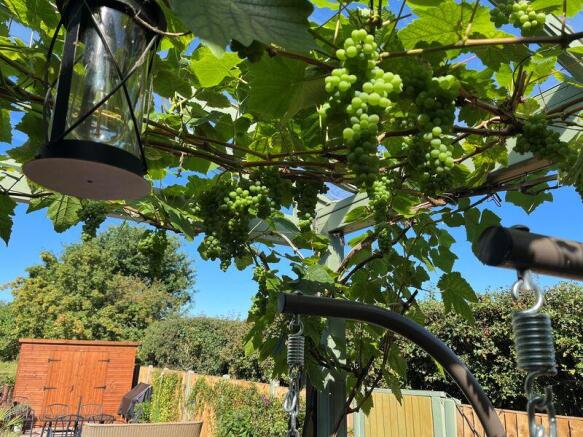Grape Vines from the Summer