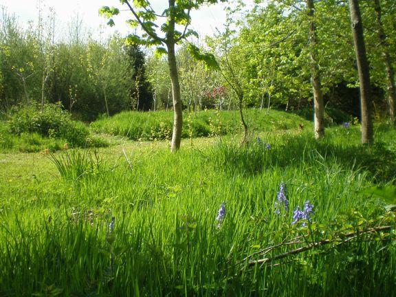 Young Woodland