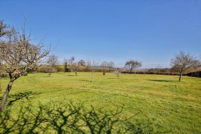 Orchard
