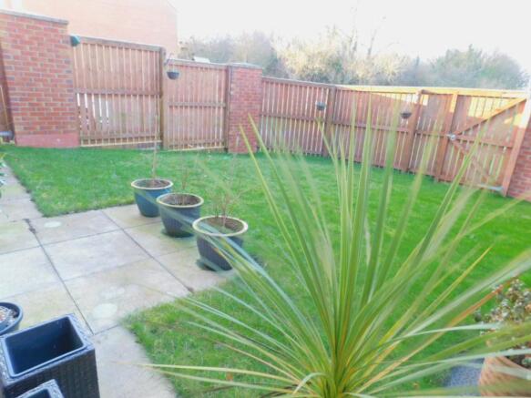 28 buttercup close (2)
