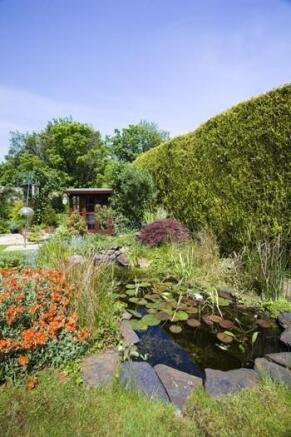 lily Pond