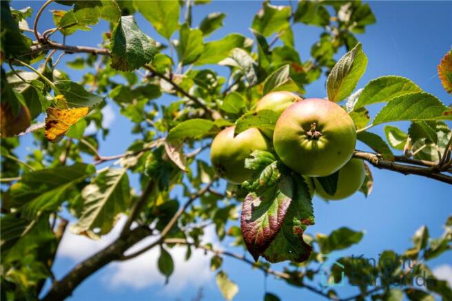 Apple Tree