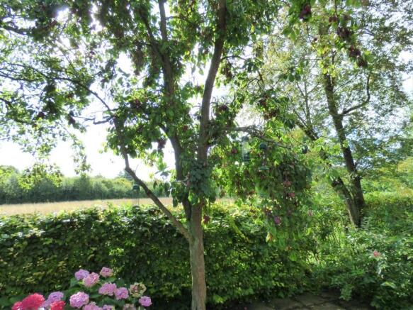 fruit trees