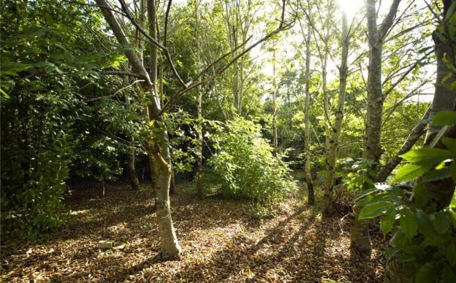 Woodland Area