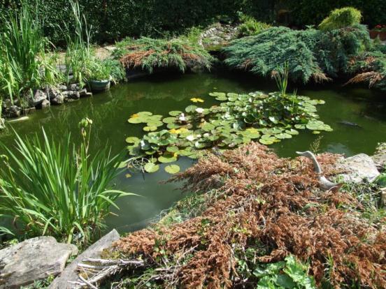 Pond