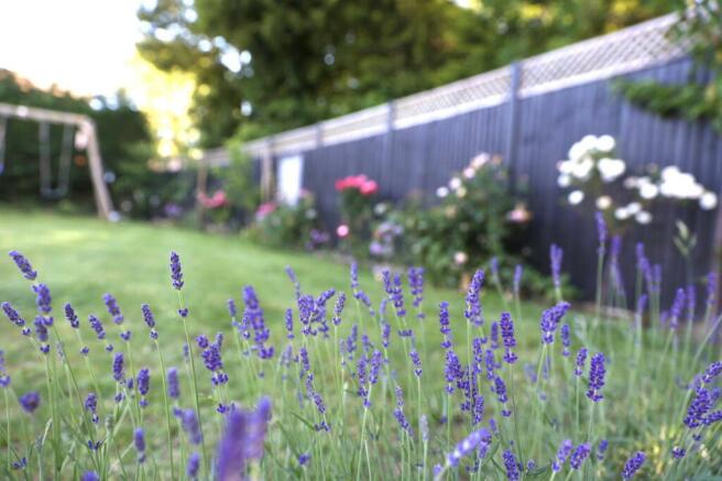 Lavender