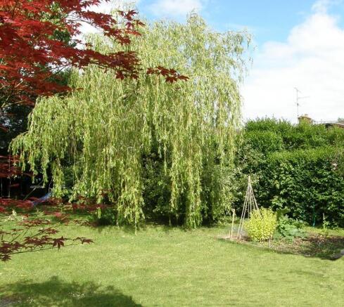 Willow Tree