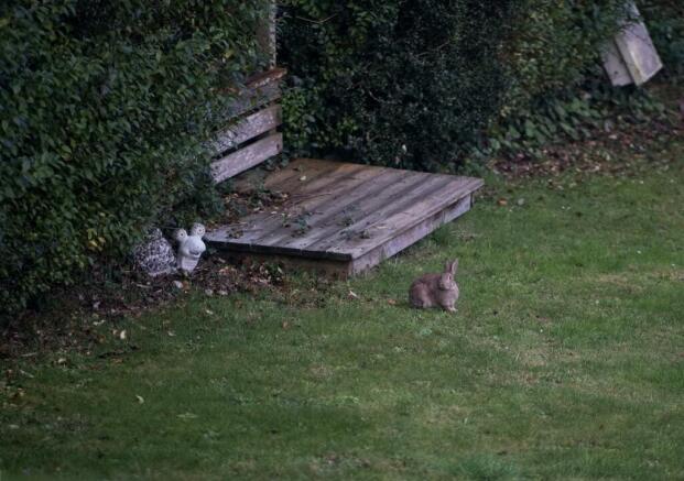 Garden Wildlife