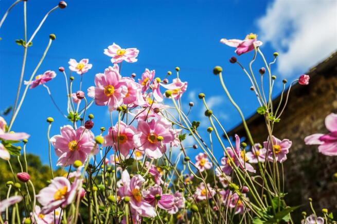 house. estate agency Dunsfold flowers