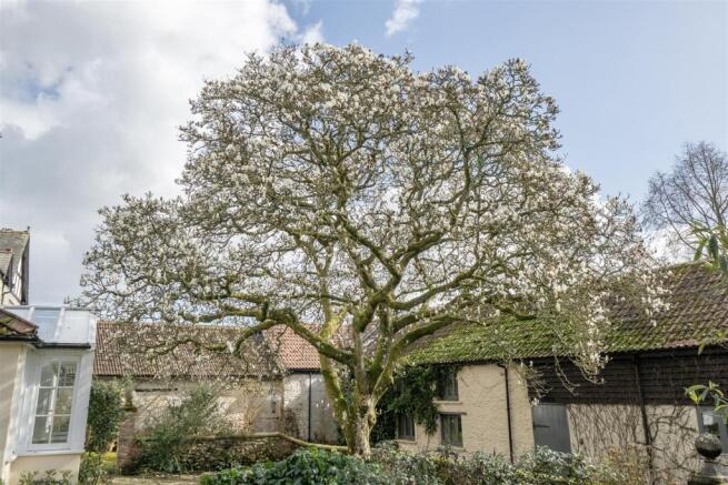 Magnolia Tree