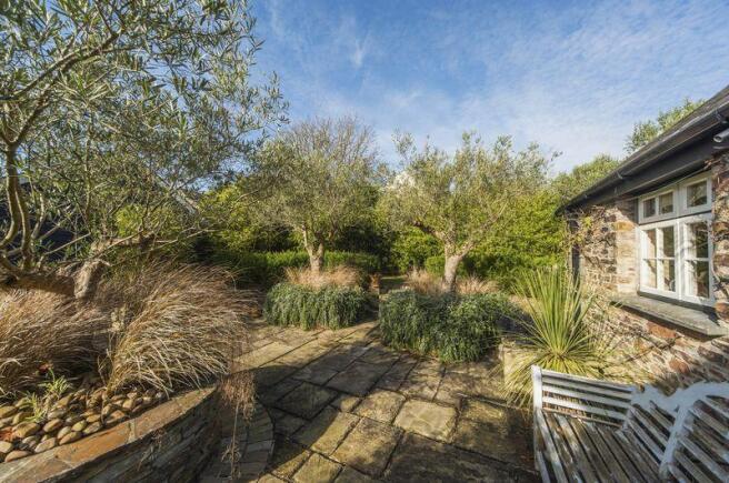 Olive Trees