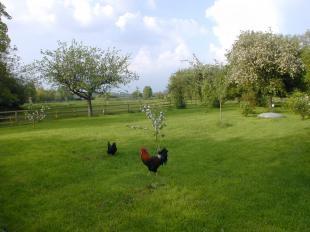 Orchard & Paddocks