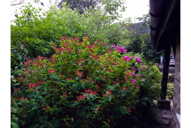 Cottage Garden