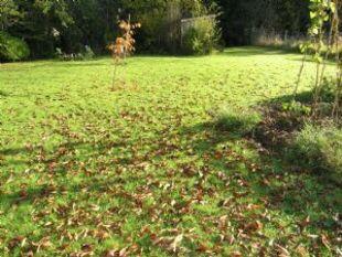 Back Garden