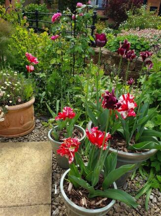 7.  The Coaches, tulips and Gertrude Jekyll May 20