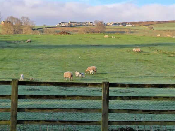 West Bucklerdale sheep.jpg