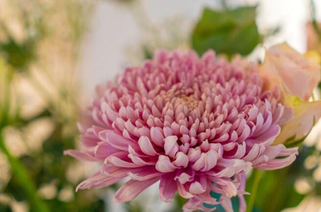 Flowerq
