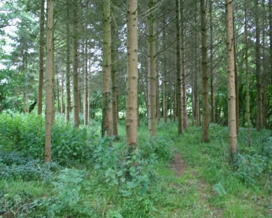 Woodland Walk