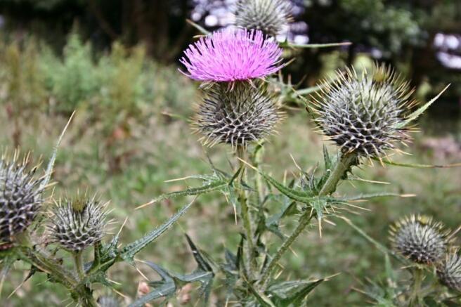 Wild flower