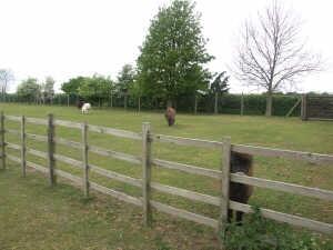 Paddock