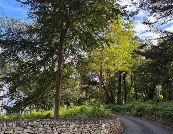 external Roselyon Trees.png