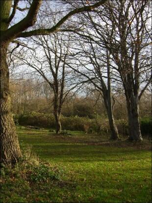 Mature Grounds