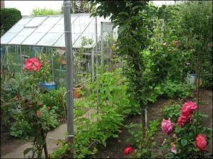 Vegetable Garden