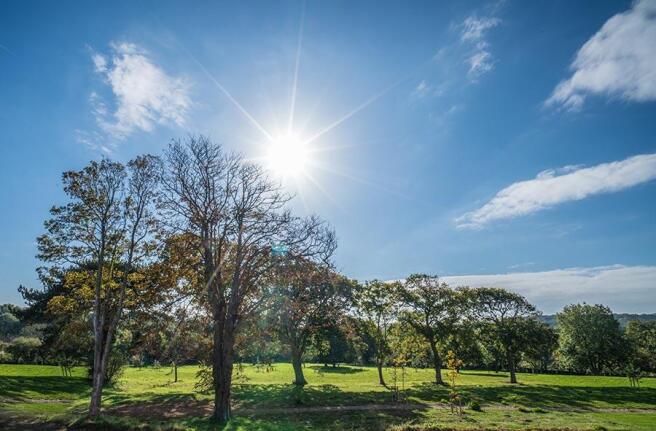 The Orchard